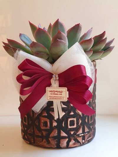 Bomboniera Floreale Piantina Grassa Succulenta con Vasetto Completa di Sacchetto Confetti